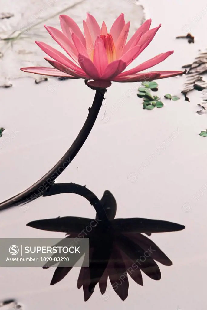 Lotus flower, Luang Prabang, Laos, Indochina, Southeast Asia, Asia