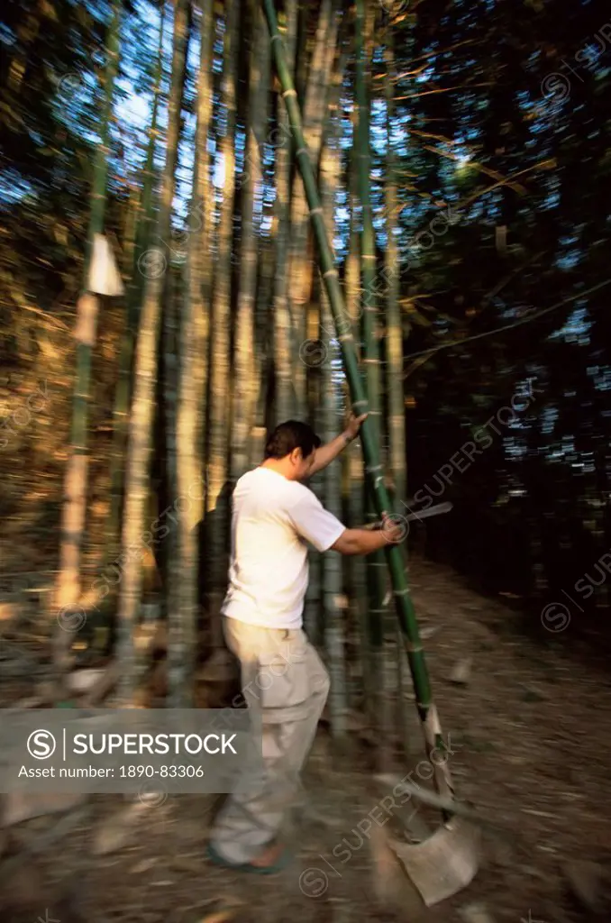 Bamboo harvest, Luang Nam Tha, Laos, Indochina, Southeast Asia, Asia