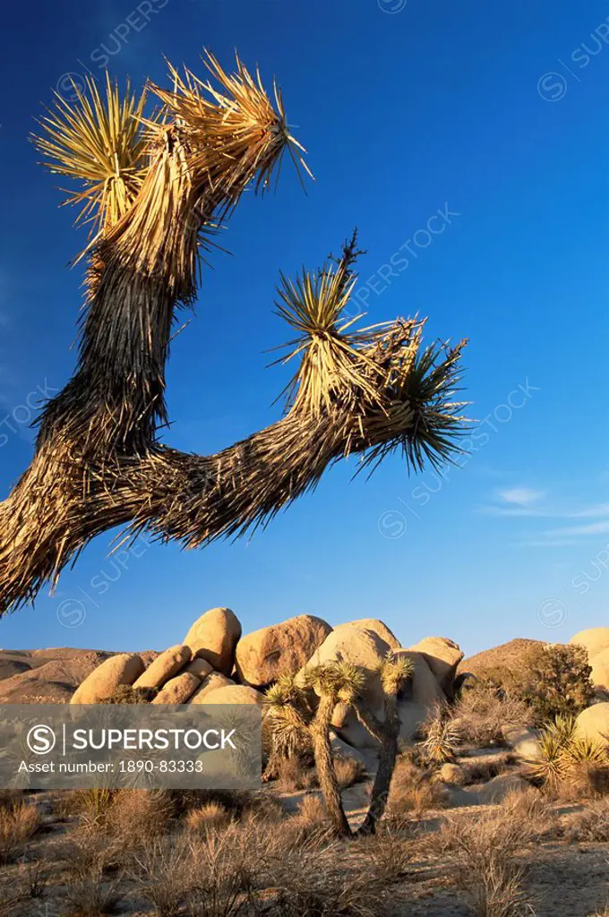 Landscape, Joshua Tree National Park, California, United States of America, North America