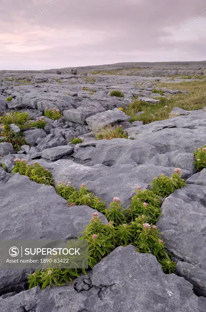 Plants growing amongst the limestone pavement, The Burren, County Clare, Munster, Republic of Irelan Eire, Europe