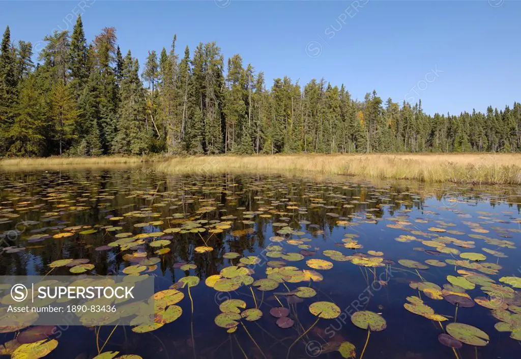 Water lilies on the Frost River, Boundary Waters Canoe Area Wilderness, Superior National Forest, Minnesota, United States of America, North America