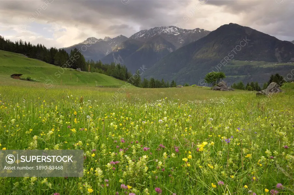 Alpine meadow, near Kofels, Umhausen, Otztal valley, Tyrol, Austria, Europe