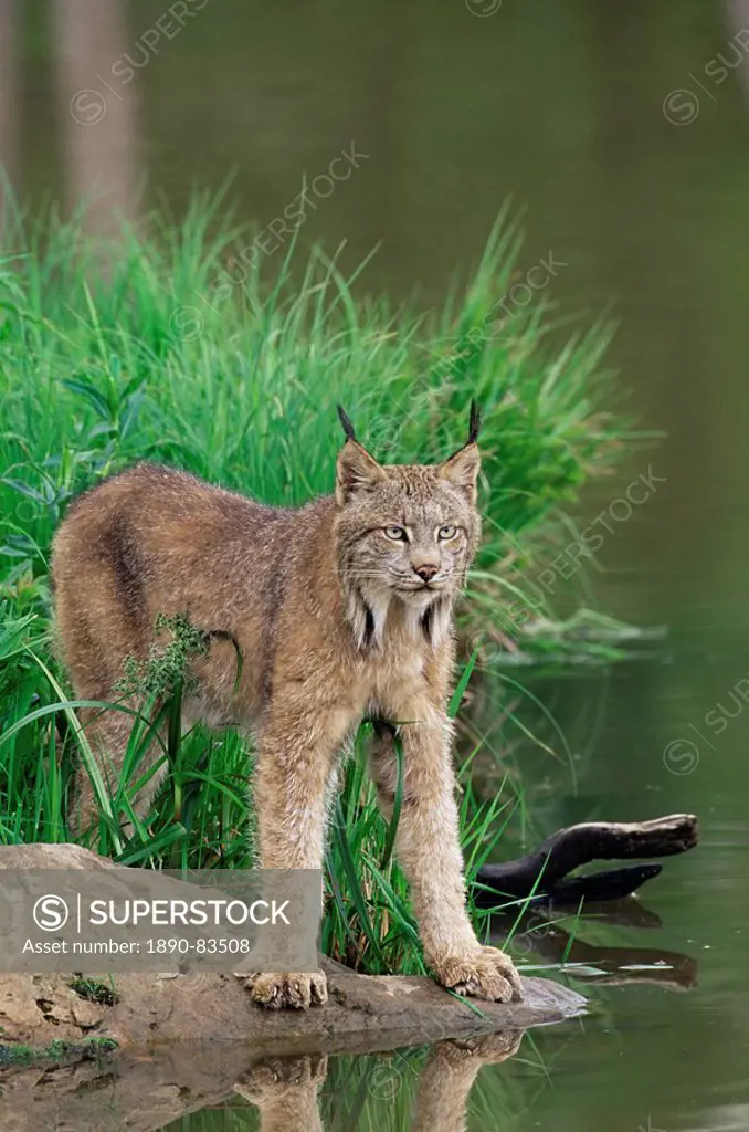 Lynx Lynx canadensis, in captivity, Sandstone, Minnesota, United States of America, North America
