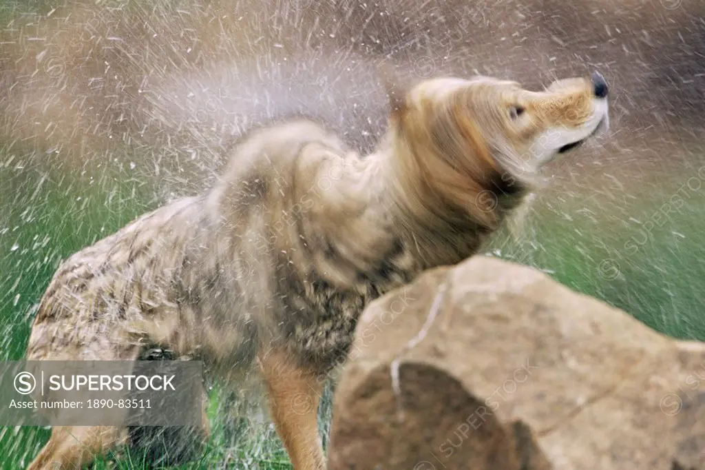 Coyote Canis latrans, in captivity, Sandstone, Minnesota, United States of America, North America
