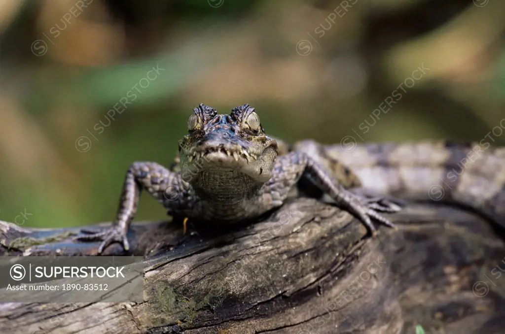 Young spectacled caiman Caiman crocodilus in captivity, from sub_tropical South America