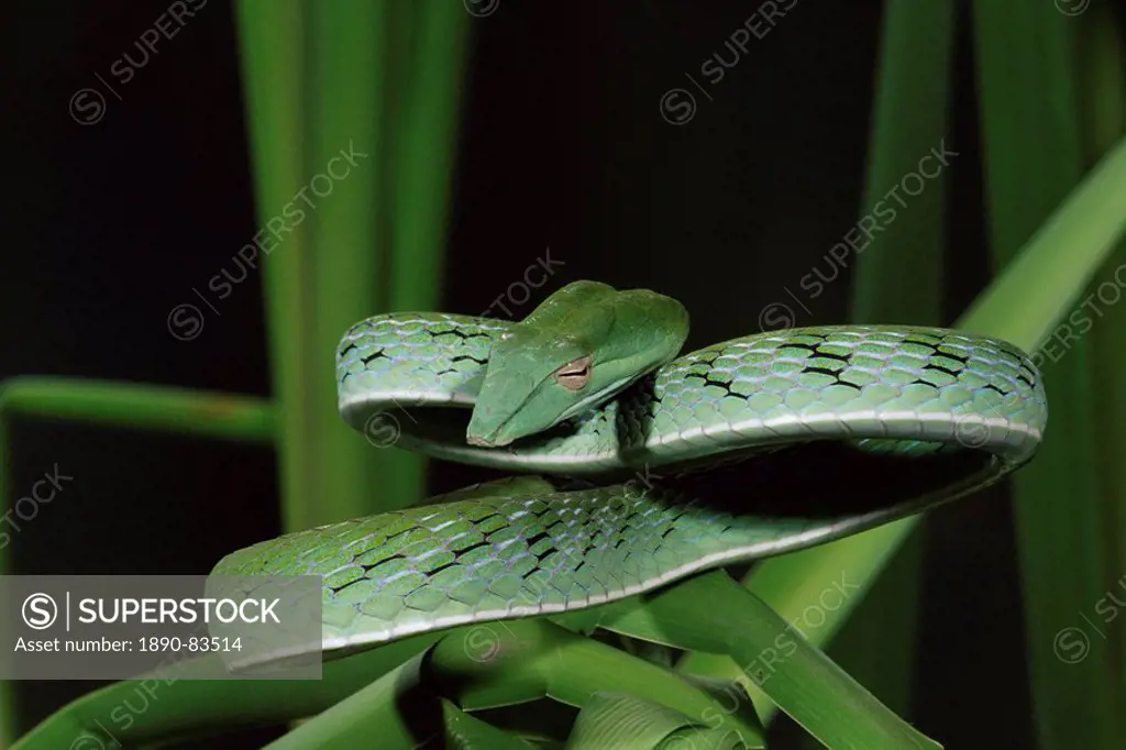 Long_nose vine snake Ahaetulla prasina, in captivity, from Southeast Asia, Asia