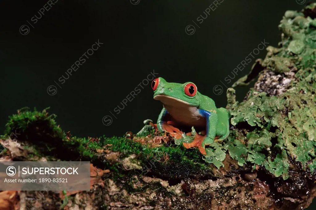 Red eye treefrog Agalychnis callidryas, in captivity, from Central America