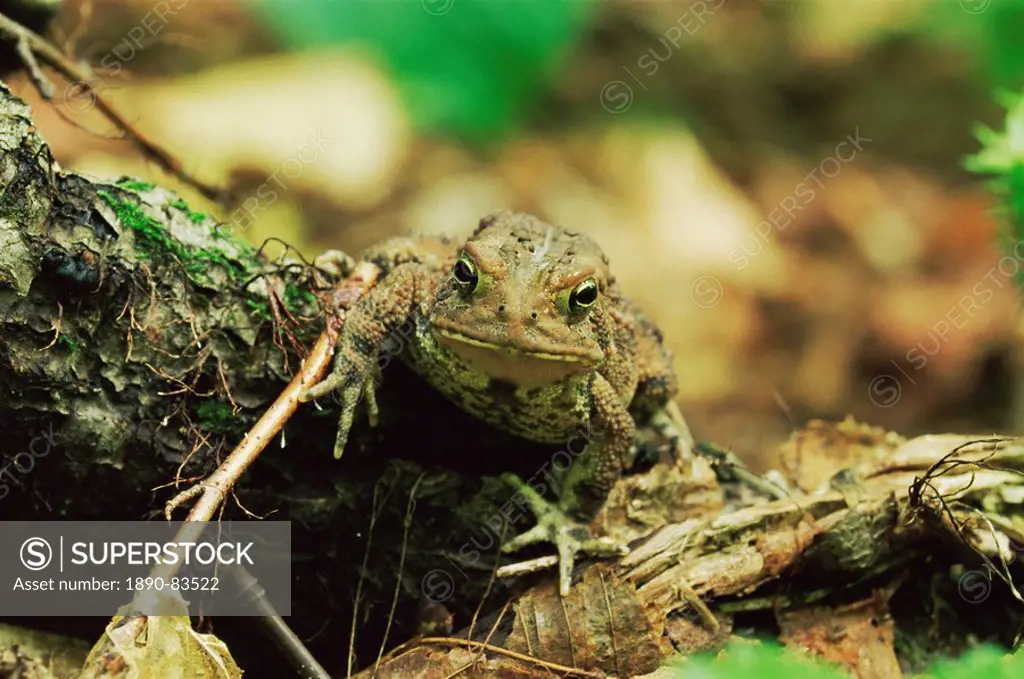 Woodhouse´s toad Bufo woodhousei, Ricketts Glen State Park, Pennsylvania, United States of America, North America