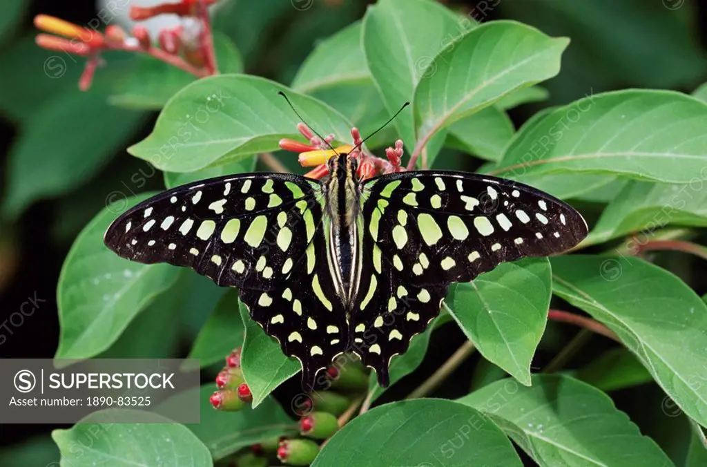 Green jay butterfly Graphium agamemnon, from the Philippines, in captivity, Chesterfield, Missouri, United States of America, North America