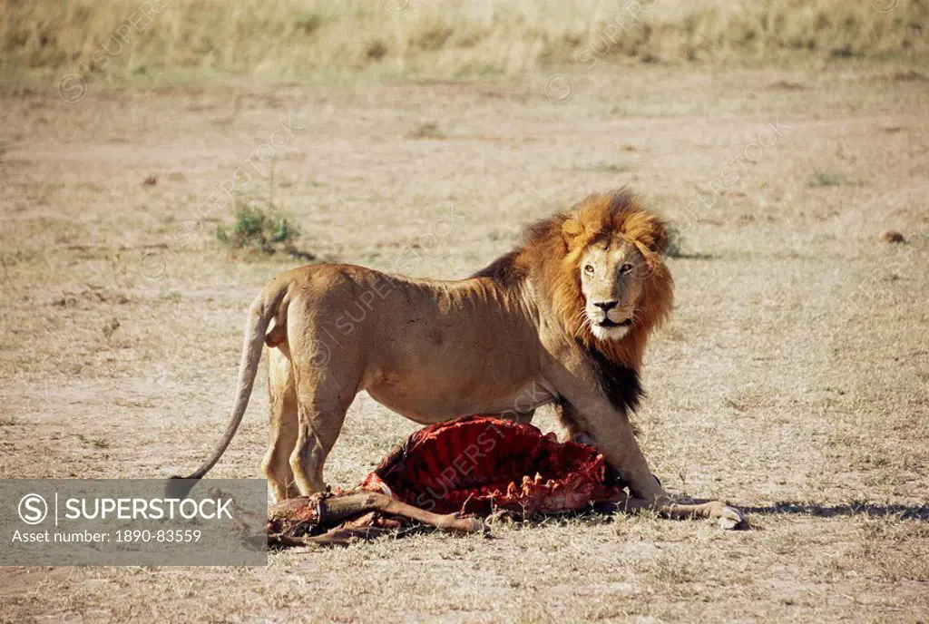 Male lion Panthera leo, with gnu carcass, Masai Mara National Reserve, Kenya, East Africa, Africa