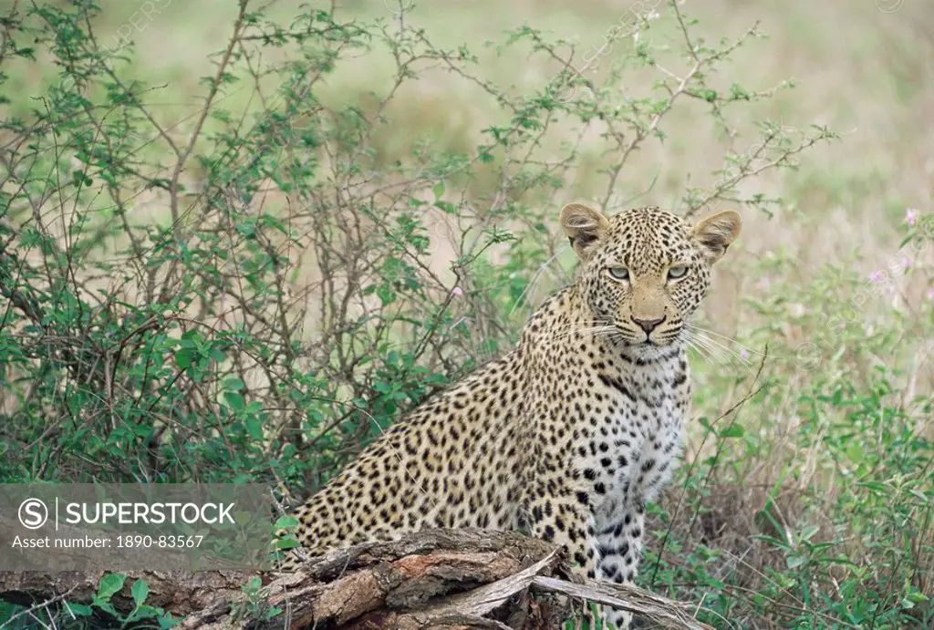 Leopard Panthera pardus, Kruger National Park, South Africa, Africa