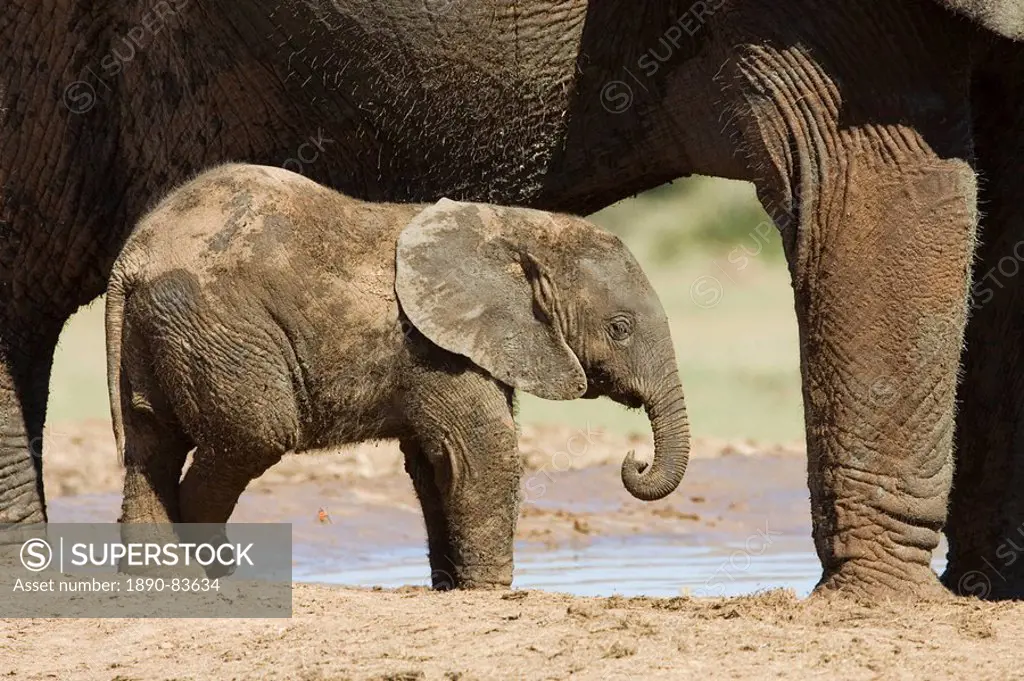 Baby African elephant Loxodonta africana standing by its mother, Addo Elephant National Park, South Africa, Africa
