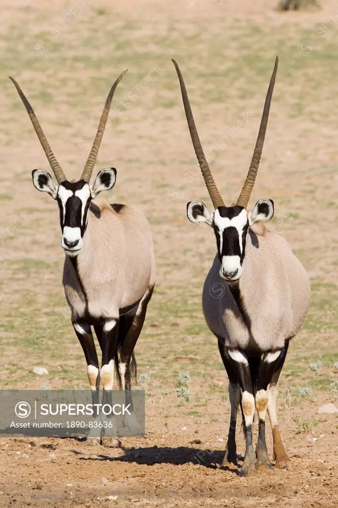 Two gemsbok South African oryx Oryx gazella, Kgalagadi Transfrontier Park, encompassing the former Kalahari Gemsbok National Park, South Africa, Afric...