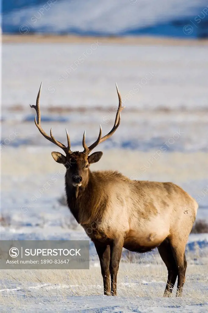Bull elk Cervus canadensis in the snow, National Elk Refuge, Jackson, Wyoming, United States of America, North America