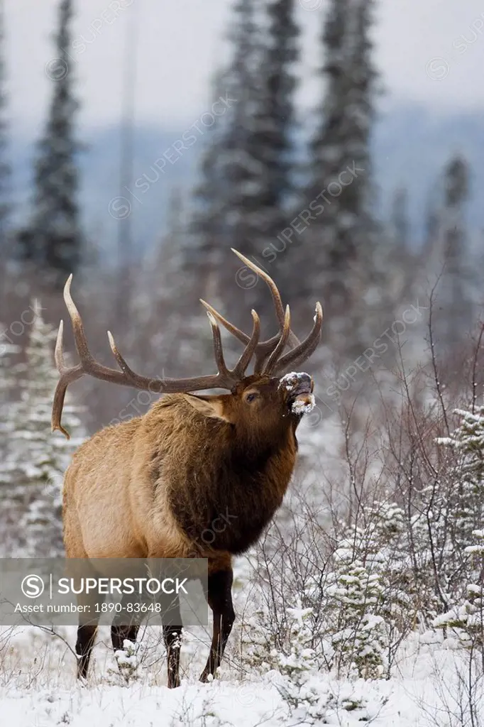 Bull elk Cervus canadensis bugling in the snow, Jasper National Park, UNESCO World Heritage Site, Alberta, Canada, North America