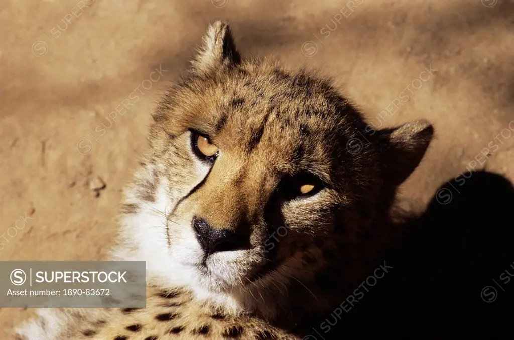 Cheetah Acinoyx jubatus in captivity, Oudtshoorn, South Africa, Africa