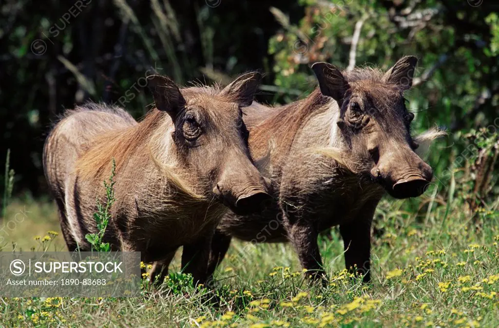 Warthogs Phacochoerus aethiopicus, Addo Elephant National Park, South Africa, Africa