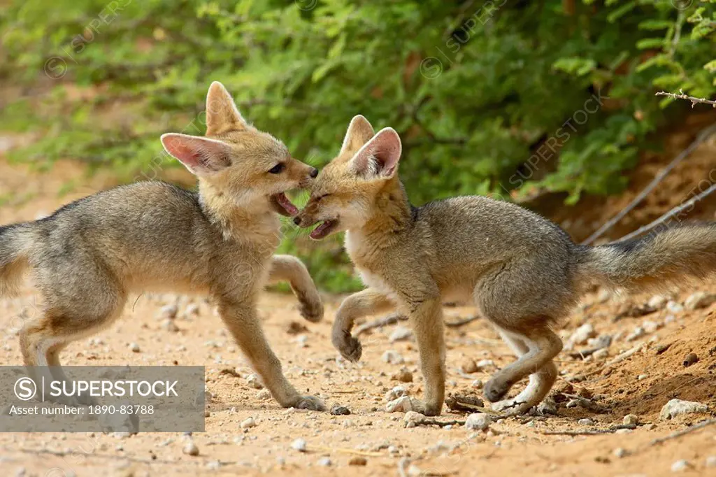 Cape fox Vulpes chama pups playing, Kgalagadi Transfrontier Park, encompassing the former Kalahari Gemsbok National Park, South Africa, Africa