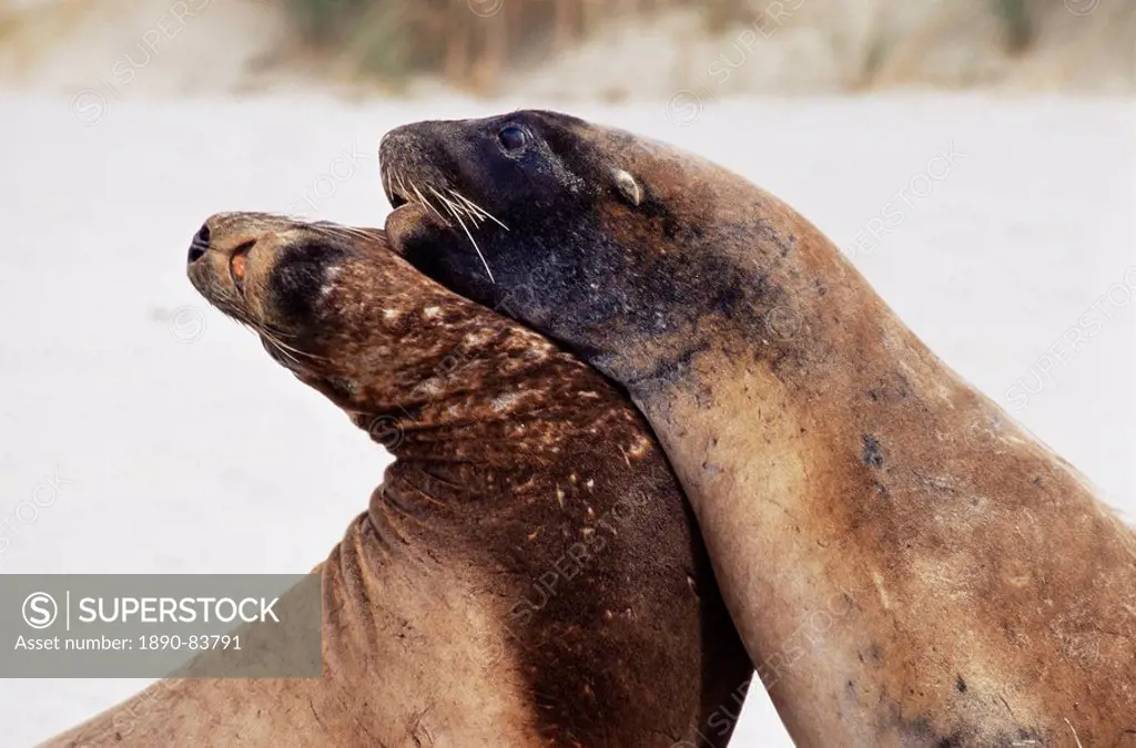 Hooker´s sea lions Neophoca hooker, Cannibal Bay, Catlins Coast, Otago, South Island, New Zealand, Pacific