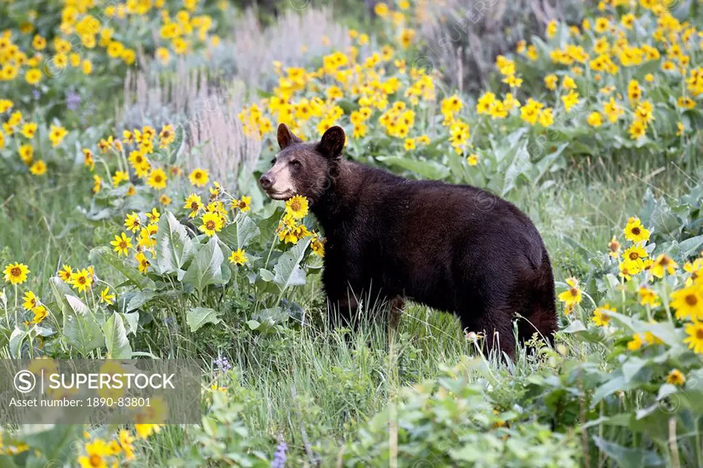 Young black bear Ursus americanus, one and a half years old, in captivity, among arrowleaf balsam root, Animals of Montana, Bozeman, Montana, United S...