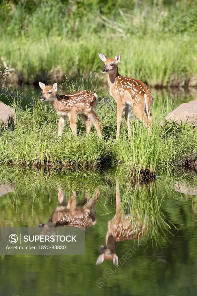 Two whitetail deer Odocoileus virginianus fawns with reflection, in captivity, Sandstone, Minnesota, United States of America, North America
