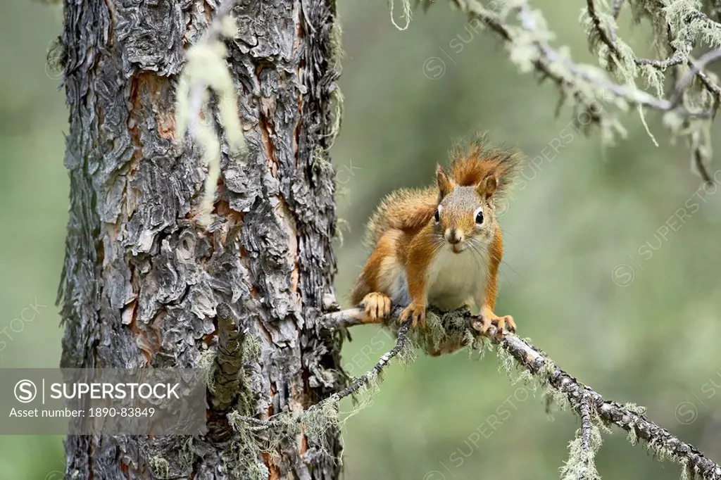 Red squirrel Tamiasciurus hudsonicus, Custer State Park, South Dakota, United States of America, North America