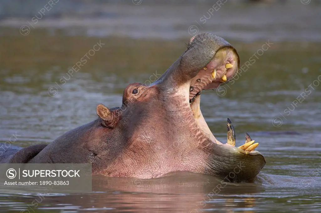 Hippopotamus Hippopotamus amphibius yawning, Serengeti National Park, Tanzania, East Africa, Africa