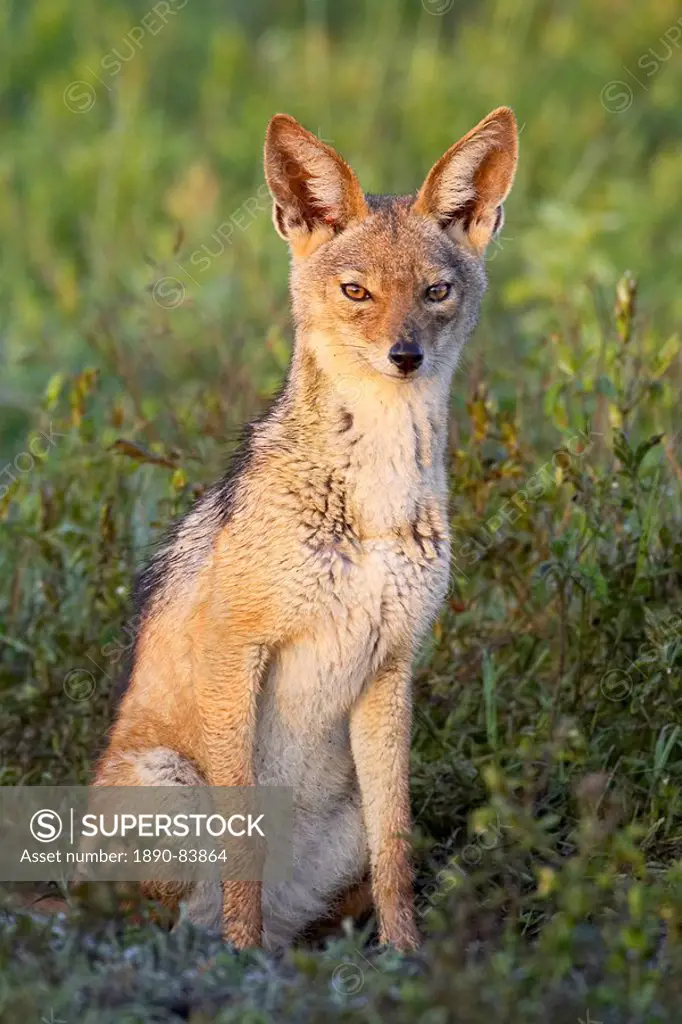 Black_backed jackal silver_backed jackal Canis mesomelas, Serengeti National Park, Tanzania, East Africa, Africa