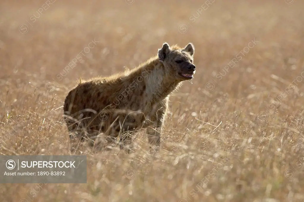 Spotted hyena spotted hyaena Crocuta crocuta, Masai Mara National Reserve, Kenya, East Africa, Africa