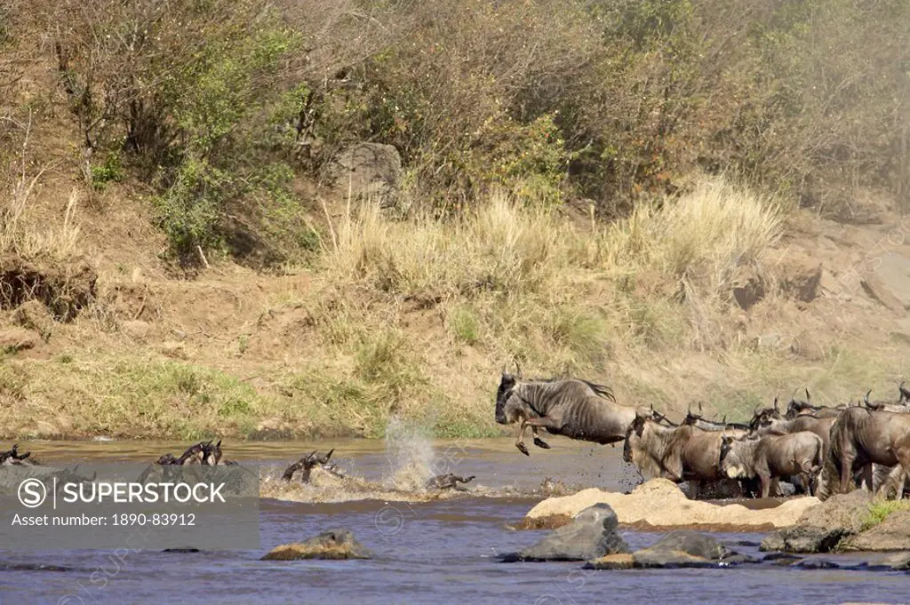 Herd of blue wildebeest brindled gnu Connochaetes taurinus crossing the Mara River, Masai Mara National Reserve, Kenya, East Africa, Africa