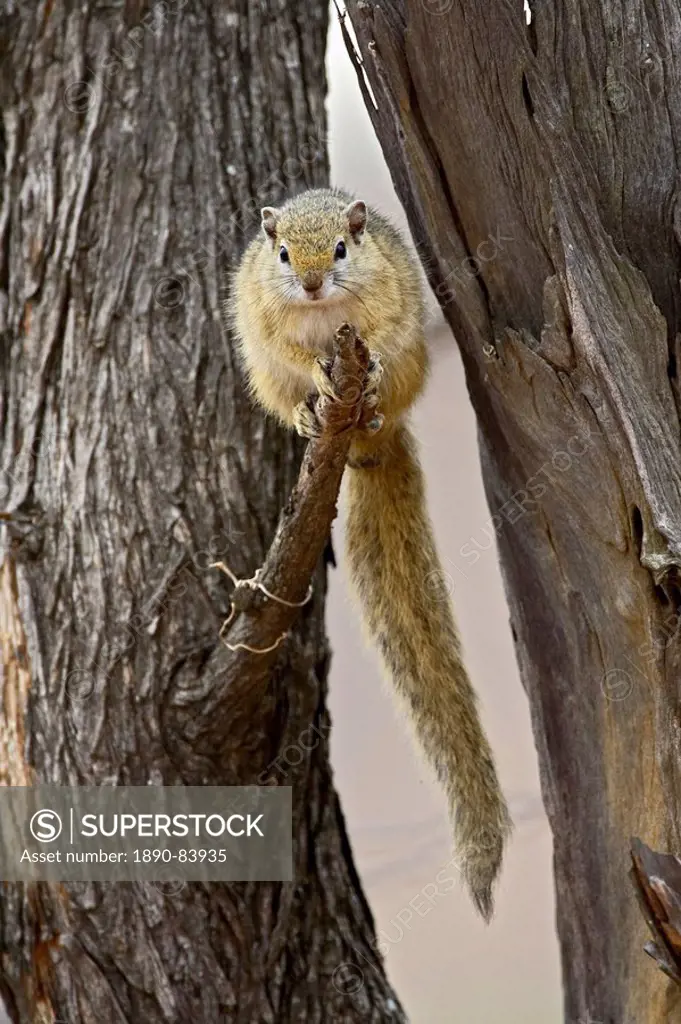 Tree squirrel Paraxerus cepapi, Kruger National Park, South Africa, Africa