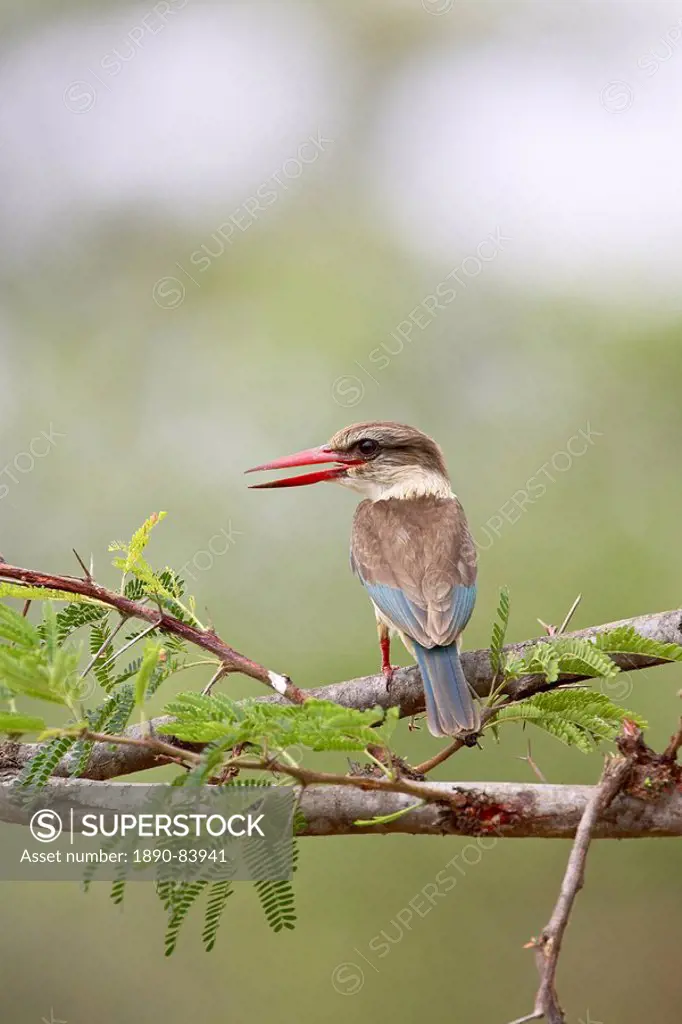 Brown_hooded kingfisher Halcyon albiventris, Kruger National Park, South Africa, Africa