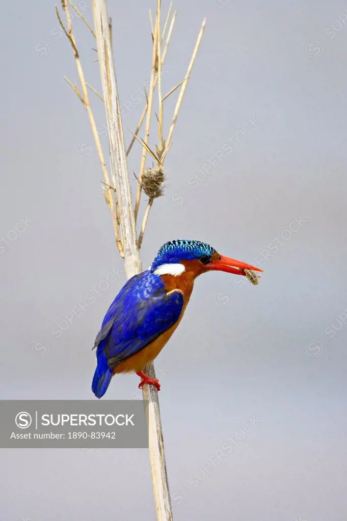 Malachite kingfisher Alcedo cristata with an insect in its beak, Kruger National Park, South Africa, Africa