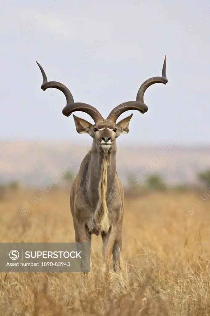 Male greater kudu Tragelaphus strepsiceros, Kruger National Park, South Africa, Africa