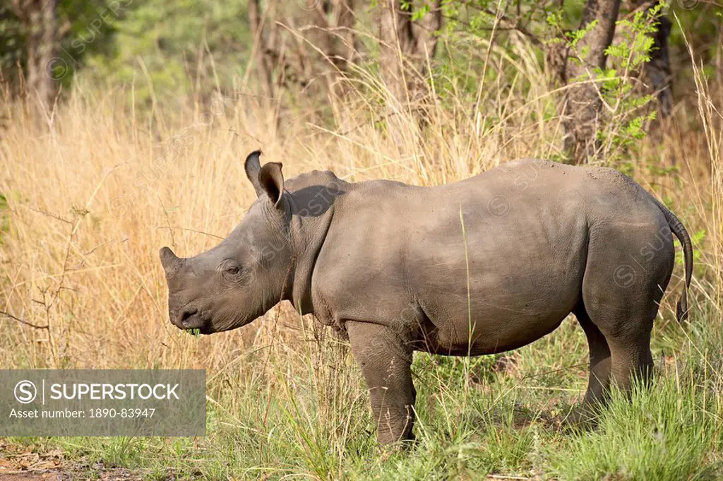 White rhinoceros Ceratotherium simum, Kruger National Park, South Africa, Africa