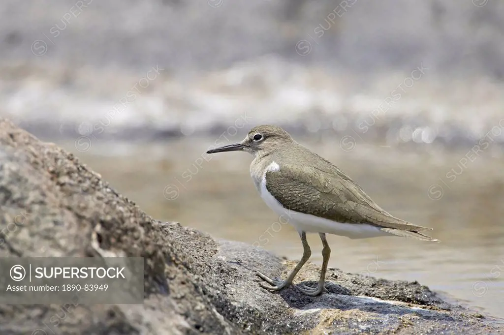 Common sandpiper Actitis hypoleucos, Kruger National Park, South Africa, Africa