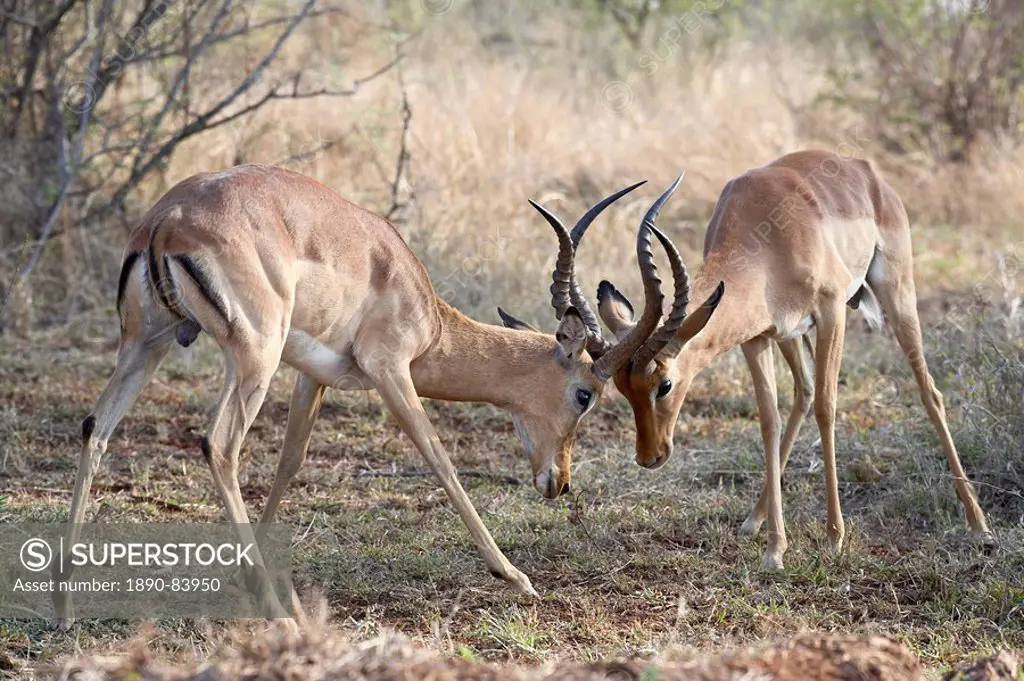 Two male impala Aepyceros melampus fighting, Kruger National Park, South Africa, Africa