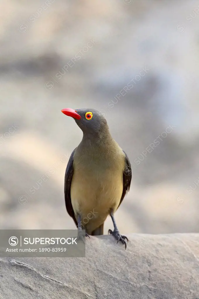 Red_billed oxpecker Buphagus erythrorhynchus, Kruger National Park, South Africa, Africa
