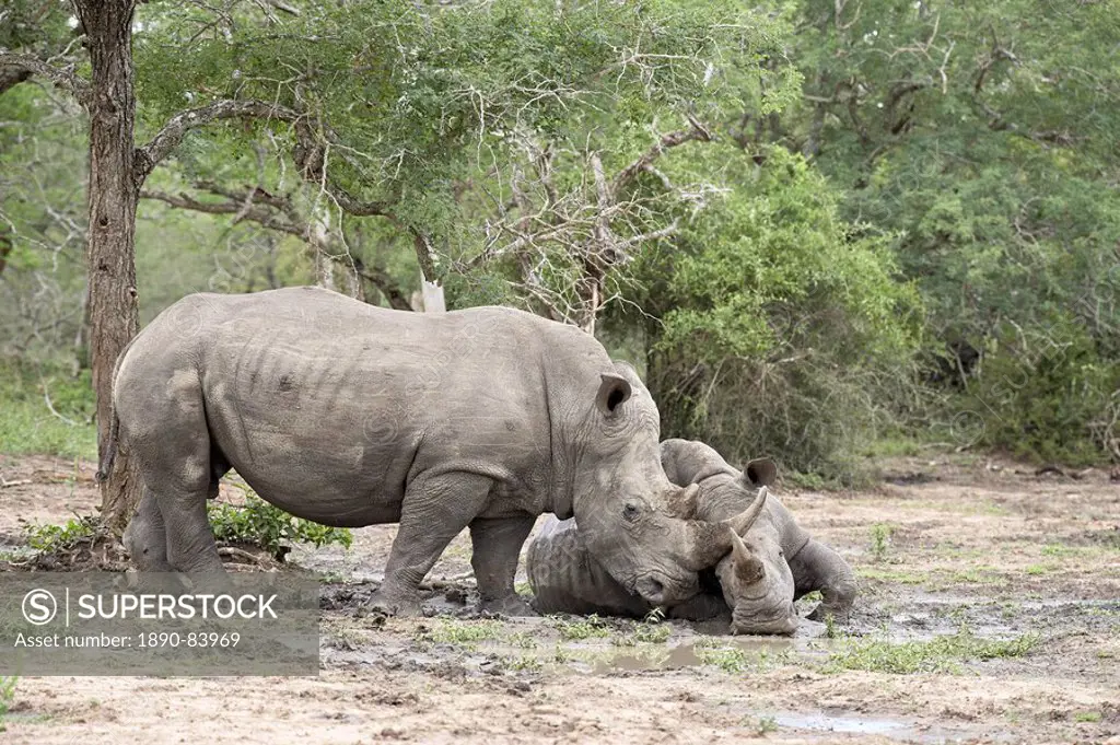 Two white rhinoceros Ceratotherium simum rubbing noses, Imfolozi Game Reserve, South Africa, Africa