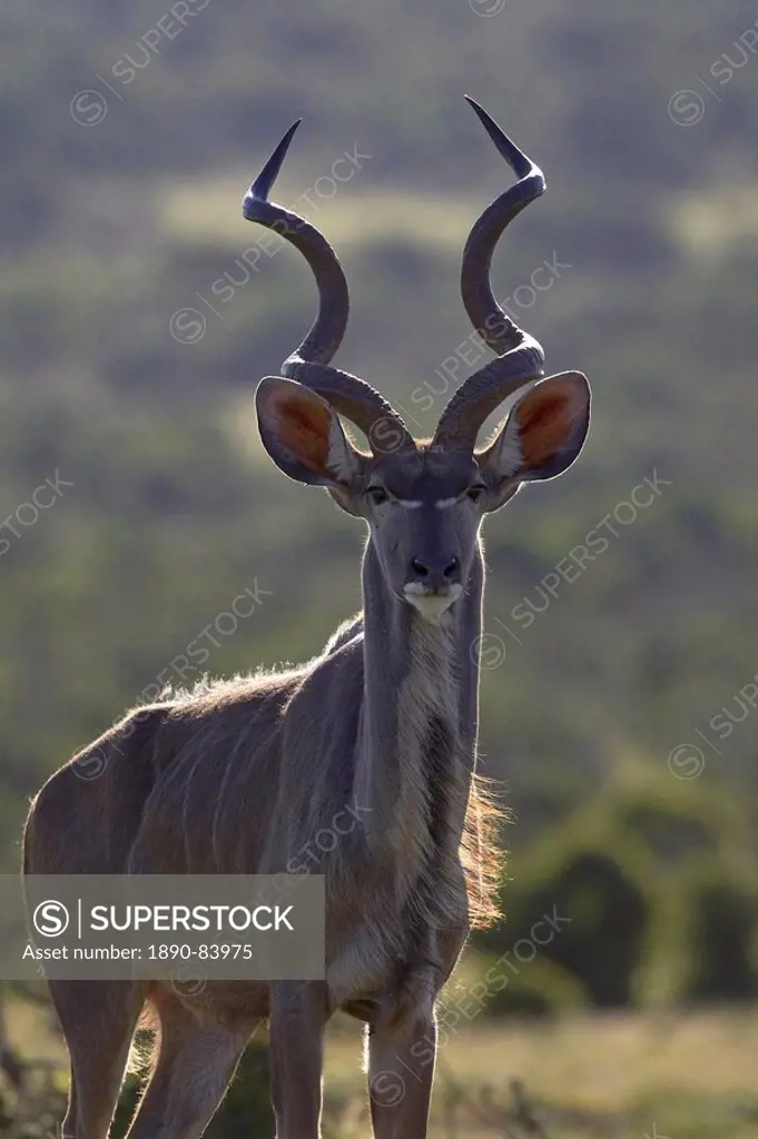 Male greater kudu Tragelaphus strepsiceros, Addo Elephant National Park, South Africa, Africa