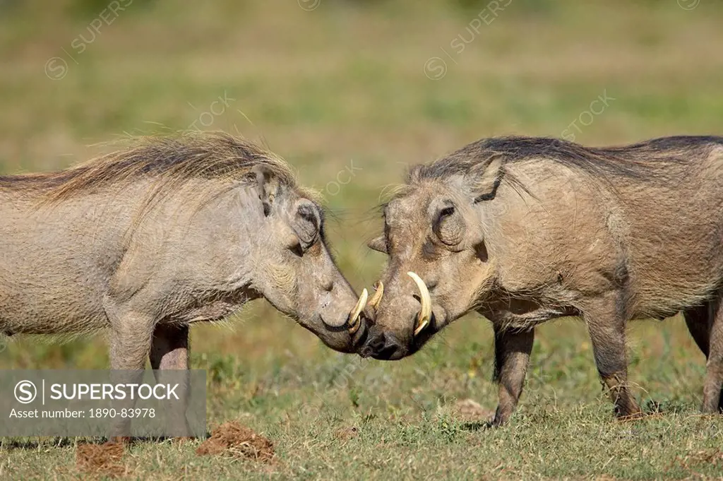 Two warthogs Phacochoerus aethiopicus, Addo Elephant National Park, South Africa, Africa