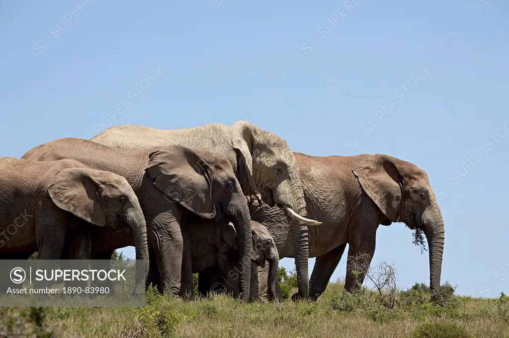 African elephant Loxodonta africana, Addo Elephant National Park, South Africa, Africa