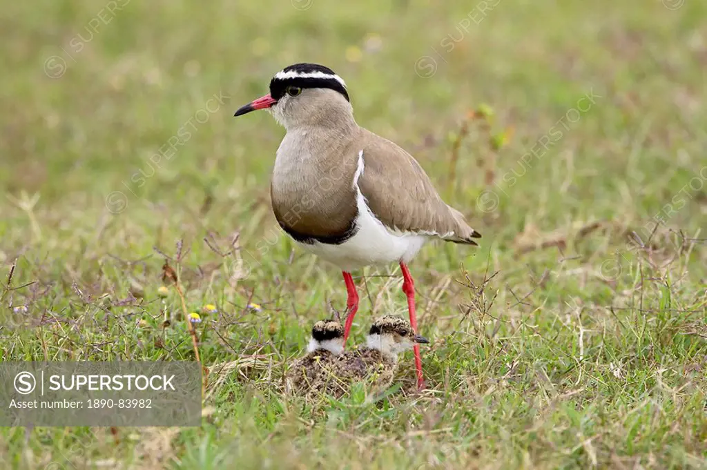 Crowned plover or crowned lapwing Vanellus coronatus adult with two chicks, Addo Elephant National Park, South Africa, Africa