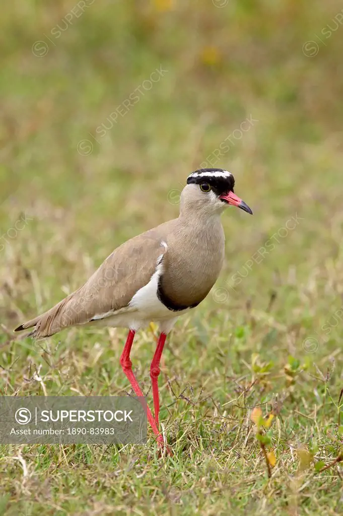Crowned plover or crowned lapwing Vanellus coronatus, Addo Elephant National Park, South Africa, Africa