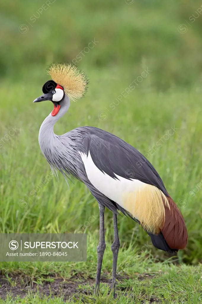 Grey crowned crane Southern crowned crane Balearica regulorum, Serengeti National Park, Tanzania, East Africa, Africa