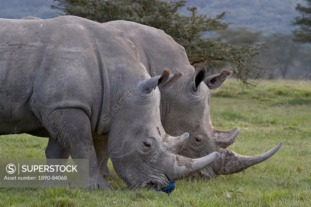 White rhinoceros Ceratotherium simum pair, Lake Nakuru National Park, Kenya, East Africa, Africa