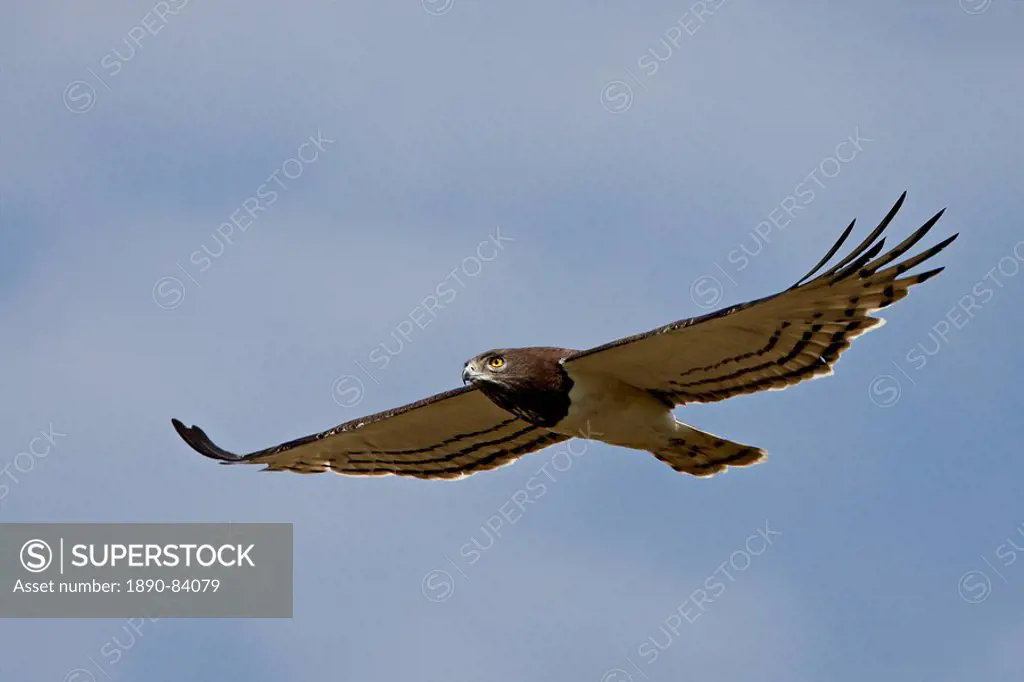 Black_breasted snake eagle Circaetus pectoralis, Masai Mara National Reserve, Kenya, East Africa, Africa