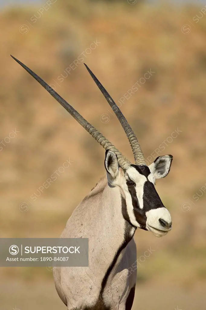 Gemsbok South African Oryx Oryx gazella, Kgalagadi Transfrontier Park, encompassing the former Kalahari Gemsbok National Park, South Africa, Africa