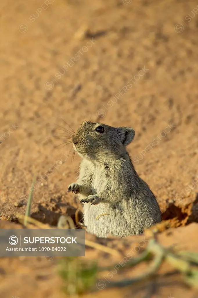 Brant´s whistling rat Parotomys brantsii, Kgalagadi Transfrontier Park, encompassing the former Kalahari Gemsbok National Park, South Africa, Africa
