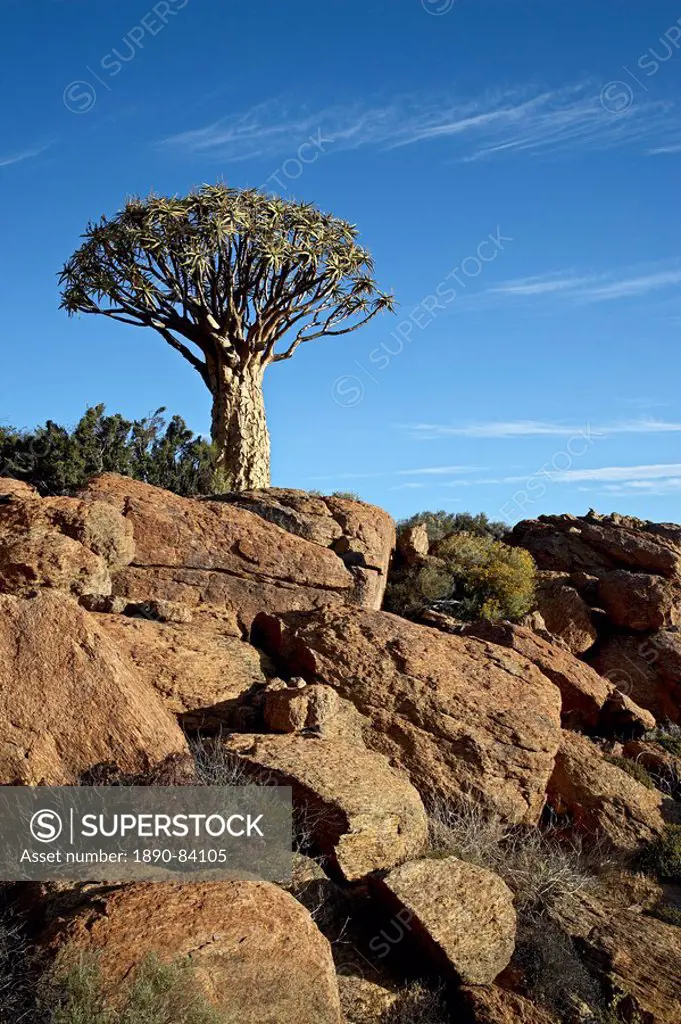 Quiver tree kokerboom Aloe dichotoma, Springbok, South Africa, Africa